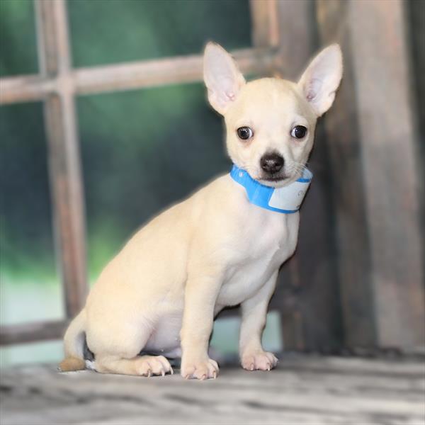 Chihuahua-DOG-Male-Cream-9523-Petland Fort Walton Beach, FL