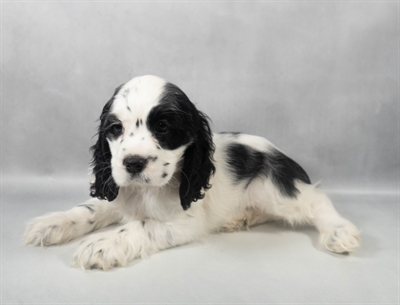 Cocker Spaniel-DOG-Female-Black and White-9553-Petland Fort Walton Beach, FL