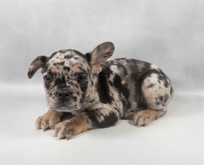 French Bulldog-DOG-Male-Blue Merle-9554-Petland Fort Walton Beach, FL