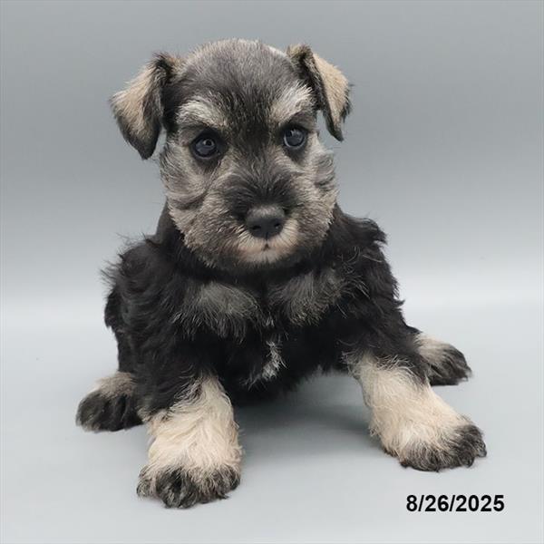 Miniature Schnauzer-DOG-Female-Black / Silver-9559-Petland Fort Walton Beach, FL