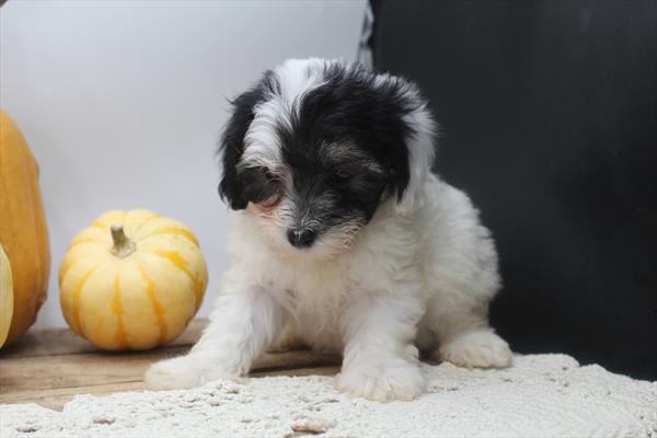 Maltipoo-DOG-Female-Black / White-9562-Petland Fort Walton Beach, FL