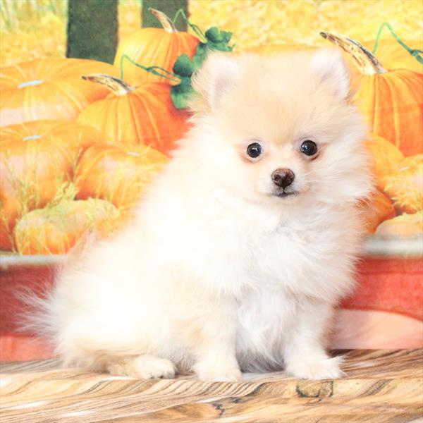Pomeranian-DOG-Male-Cream-9590-Petland Fort Walton Beach, FL
