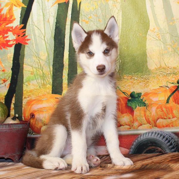 Siberian Husky-DOG-Male-Red / White-9592-Petland Fort Walton Beach, FL