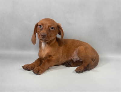 Dachshund-DOG-Male-Red-9600-Petland Fort Walton Beach, FL