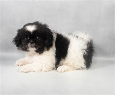 Pekingese-DOG-Male-Black and White-9601-Petland Fort Walton Beach, FL