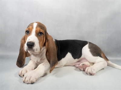 Basset Hound-DOG-Male-Black White and Tan-9602-Petland Fort Walton Beach, FL