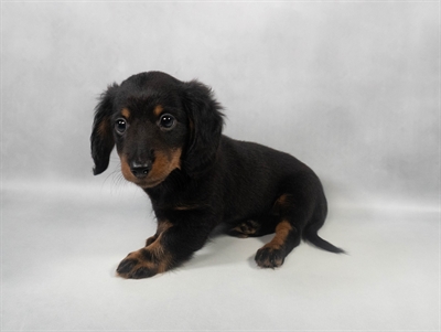 Dachshund-DOG-Female-Black and Tan-9604-Petland Fort Walton Beach, FL