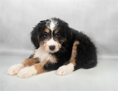 Mini Bernedoodle-DOG-Female-Tri Color-9605-Petland Fort Walton Beach, FL
