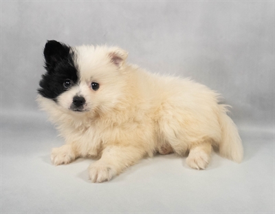 Pomeranian-DOG-Male-Black and White-9606-Petland Fort Walton Beach, FL