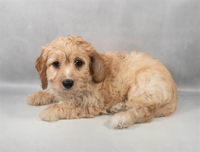 Cavachon-DOG-Female-White and Apricot-9607-Petland Fort Walton Beach, FL