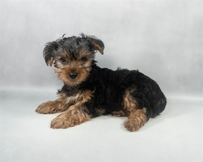 Yorkshire Terrier-DOG-Male-Black and Tan-9608-Petland Fort Walton Beach, FL