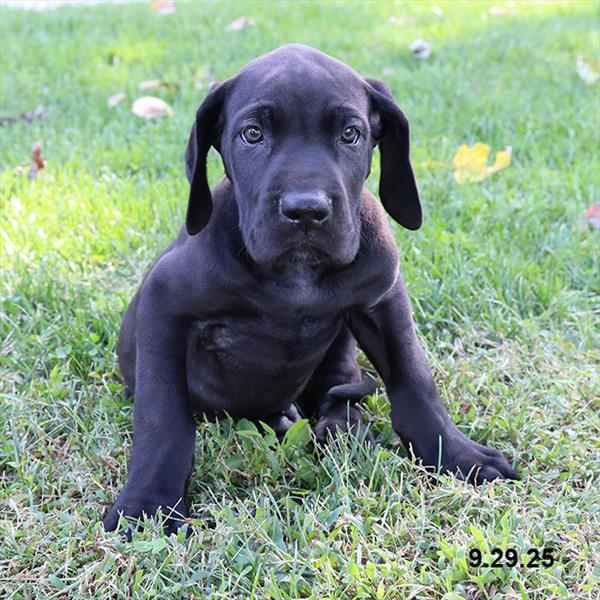 Great Dane-DOG-Female-Black-9632-Petland Fort Walton Beach, FL