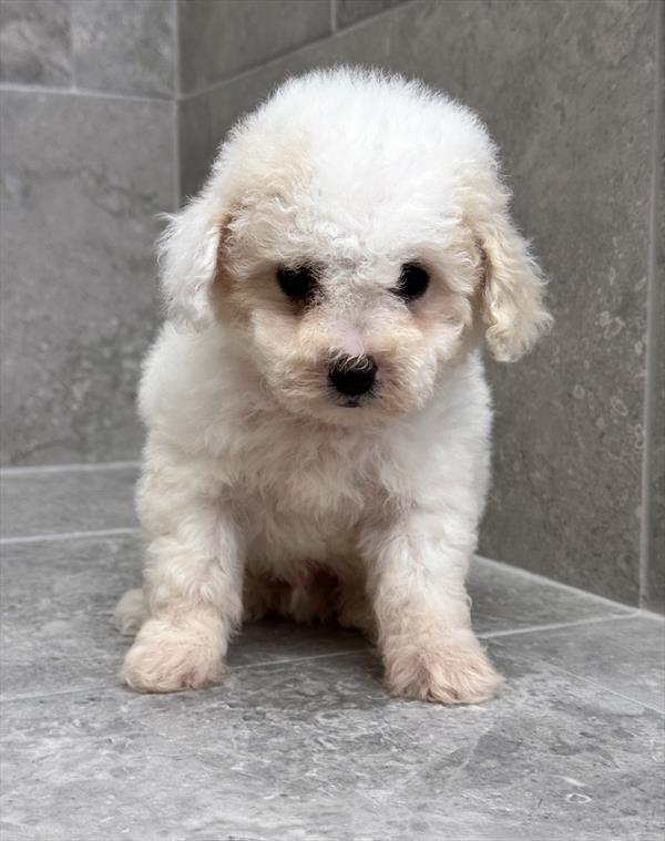 Poodle-DOG-Male-Cream-9633-Petland Fort Walton Beach, FL