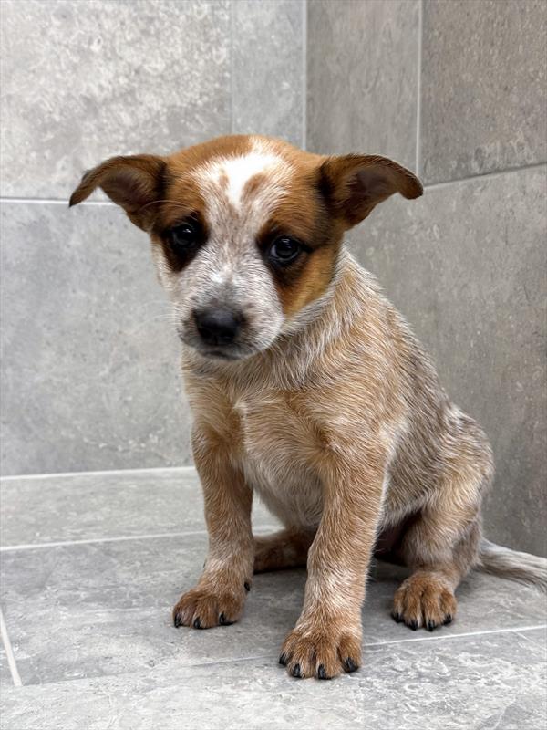 Australian Cattle Dog-DOG-Female-Red-9634-Petland Fort Walton Beach, FL
