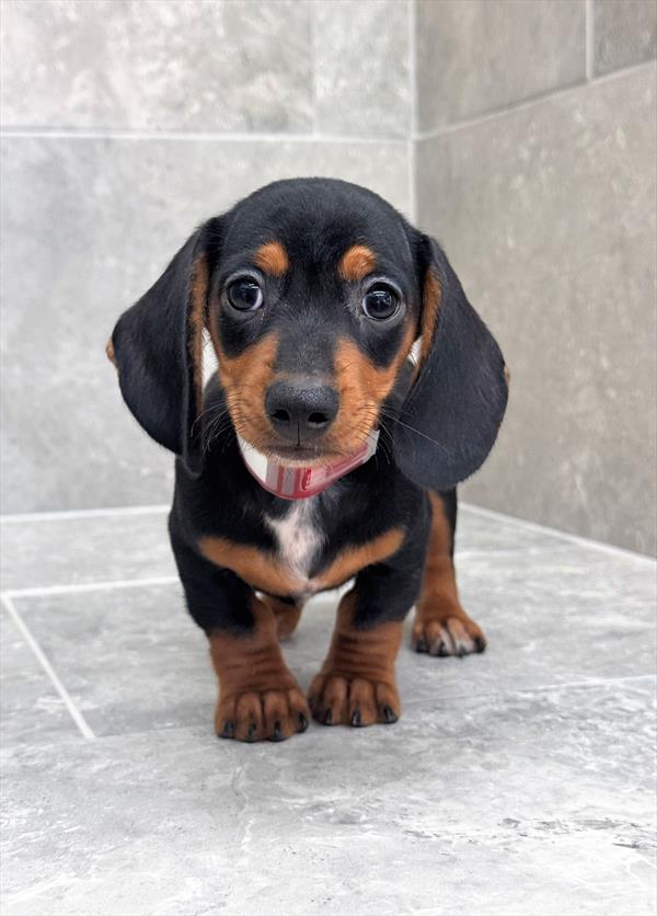 Dachshund-DOG-Male-Black / Tan-9635-Petland Fort Walton Beach, FL