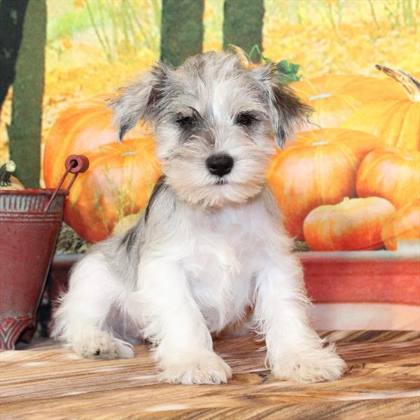Miniature Schnauzer-DOG-Female-Blue Merle-9637-Petland Fort Walton Beach, FL