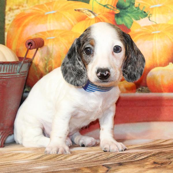 Dachshund-DOG-Male-Black / Tan-9638-Petland Fort Walton Beach, FL