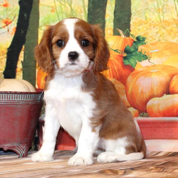Cavalier King Charles Spaniel-DOG-Female-Blenheim / White-9639-Petland Fort Walton Beach, FL