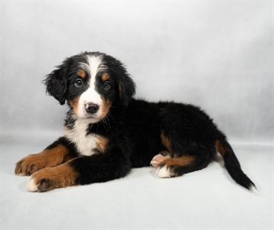 Bernese Mountain Dog-DOG-Female-Black Rust and White-9647-Petland Fort Walton Beach, FL