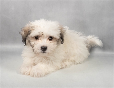 Havanese-DOG-Female-Gold Sable-9650-Petland Fort Walton Beach, FL