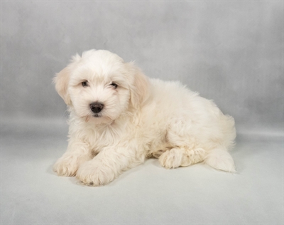 Coton De Tulear-DOG-Male-White-9649-Petland Fort Walton Beach, FL