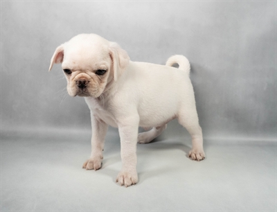 Pug-DOG-Male-Silver Fawn-9651-Petland Fort Walton Beach, FL