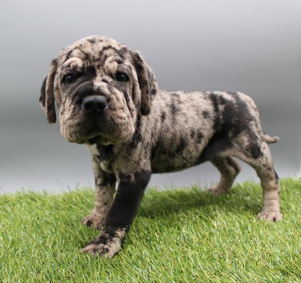 Mini Hippo-DOG-Female-Chocolate Merle-9654-Petland Fort Walton Beach, FL