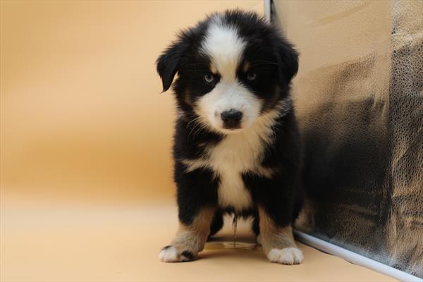 Miniature American Shepherd-DOG-Male-Tri-Colored-9656-Petland Fort Walton Beach, FL