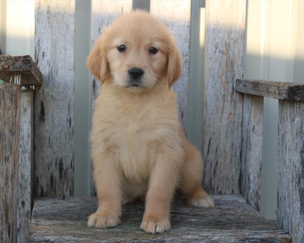 Golden Retriever-DOG-Female-Golden-9657-Petland Fort Walton Beach, FL