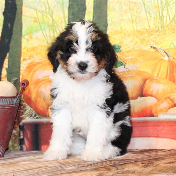Mini Aussiedoodle-DOG-Male-Black / Tan-9658-Petland Fort Walton Beach, FL