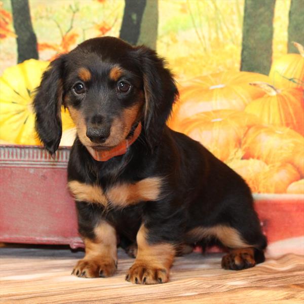 Dachshund-DOG-Female-Black / Tan-9659-Petland Fort Walton Beach, FL