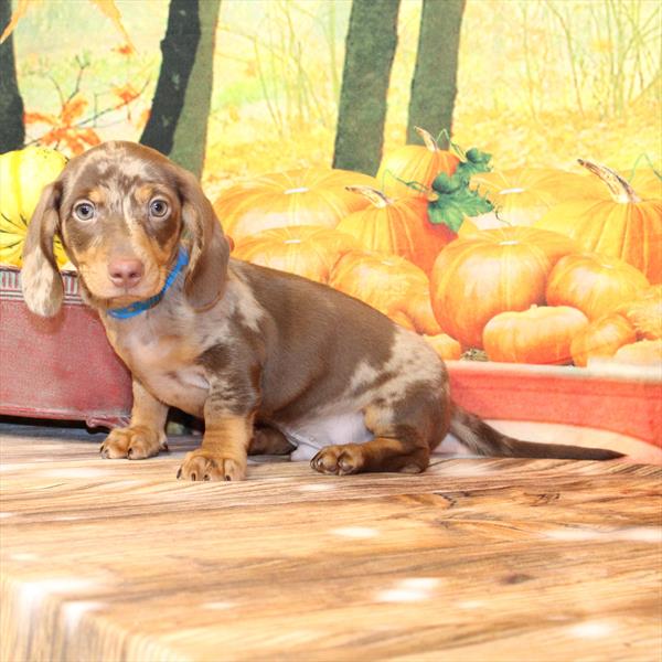 Dachshund-DOG-Male-Chocolate / Tan-9660-Petland Fort Walton Beach, FL
