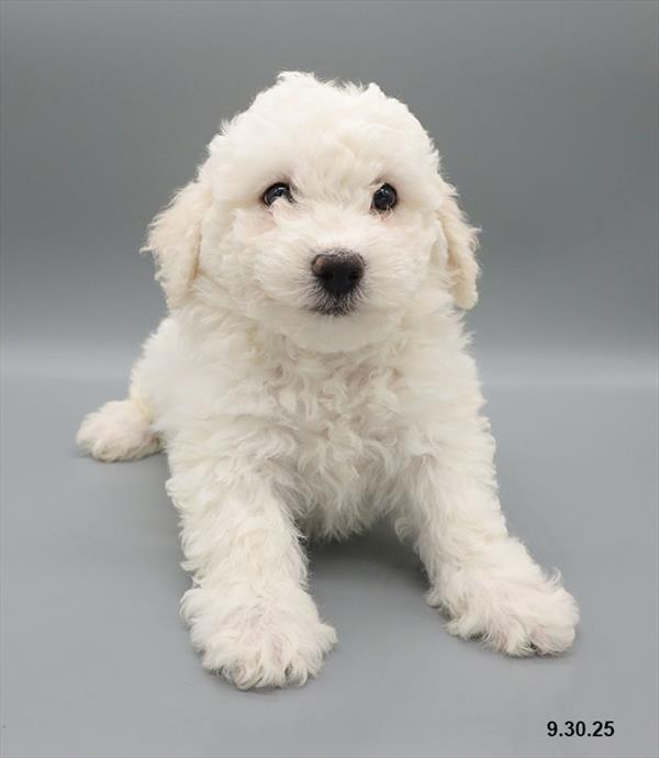 Bichon Frise-DOG-Male-White-9662-Petland Fort Walton Beach, FL