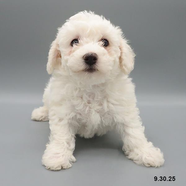 Bichon Frise-DOG-Female-White-9663-Petland Fort Walton Beach, FL