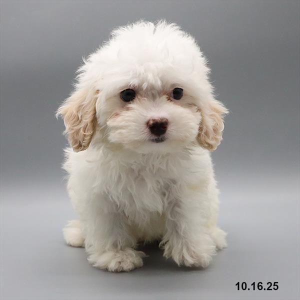 Maltipoo-DOG-Male-Cream-9664-Petland Fort Walton Beach, FL