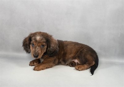 Dachshund-DOG-Male-Chocolate Dapple-9674-Petland Fort Walton Beach, FL