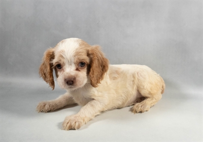 Cocker Spaniel-DOG-Female-Red and White-9675-Petland Fort Walton Beach, FL