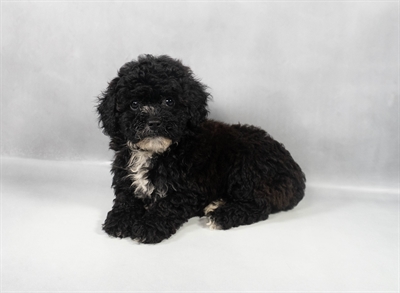 Poodle-DOG-Female-Black-9677-Petland Fort Walton Beach, FL