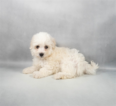 Coton De Tulear-DOG-Female-White-9676-Petland Fort Walton Beach, FL