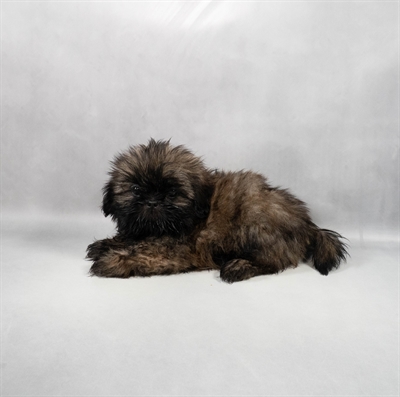 Shih Tzu-DOG-Female-Grizzle-9678-Petland Fort Walton Beach, FL