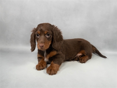 Dachshund-DOG-Male-Chocolate and Tan-9699-Petland Fort Walton Beach, FL