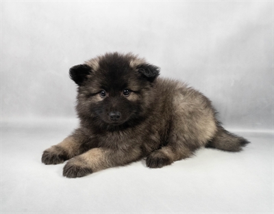 Keeshond-DOG-Male-Grey Silver and Black-9701-Petland Fort Walton Beach, FL