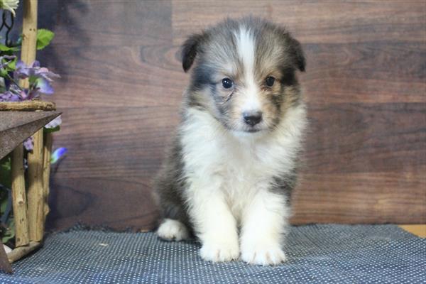 Shetland Sheepdog-DOG-Male-Sable / White-9561-Petland Fort Walton Beach, FL