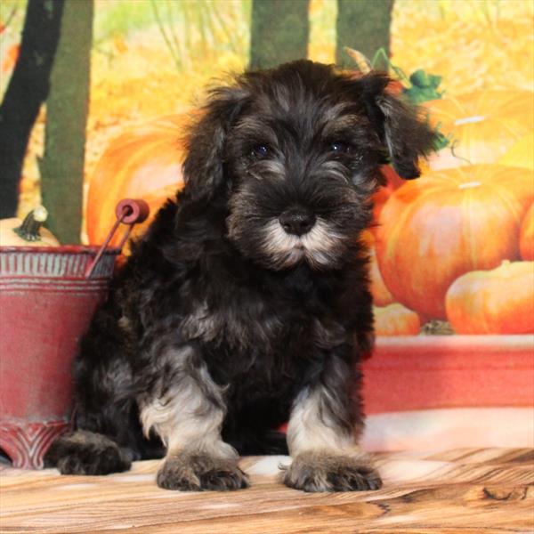 Miniature Schnauzer-DOG-Male-Salt / Pepper-9636-Petland Fort Walton Beach, FL