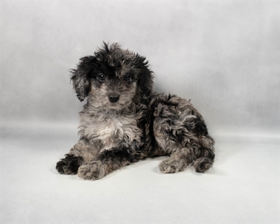 Cavapoo-DOG-Female-Blue Merle-9648-Petland Fort Walton Beach, FL