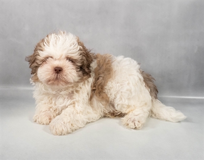 Shih Tzu-DOG-Male-Liver and White-9652-Petland Fort Walton Beach, FL