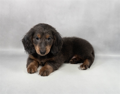Dachshund-DOG-Male-Blue and Tan-9653-Petland Fort Walton Beach, FL