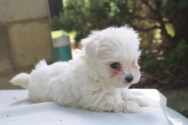Maltese-DOG-Male-White-9655-Petland Fort Walton Beach, FL
