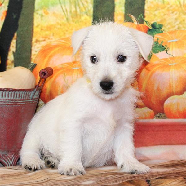 West Highland White Terrier-DOG-Male-White-9661-Petland Fort Walton Beach, FL