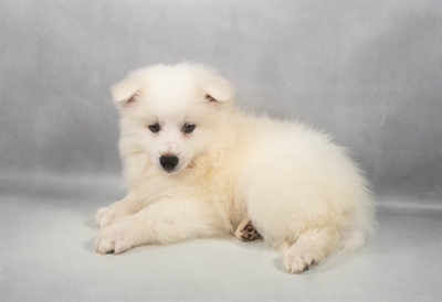 American Eskimo-DOG-Male-White-9673-Petland Fort Walton Beach, FL